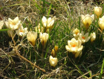 Crocus chrysanthus 'Cream Beauty' bestellen